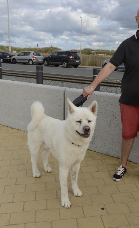 Akita Inu - White