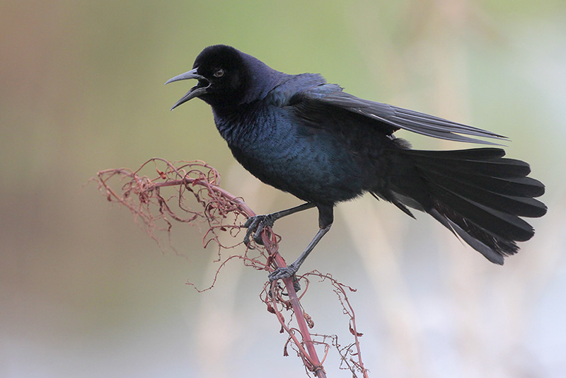 Boat-tailed Grackle