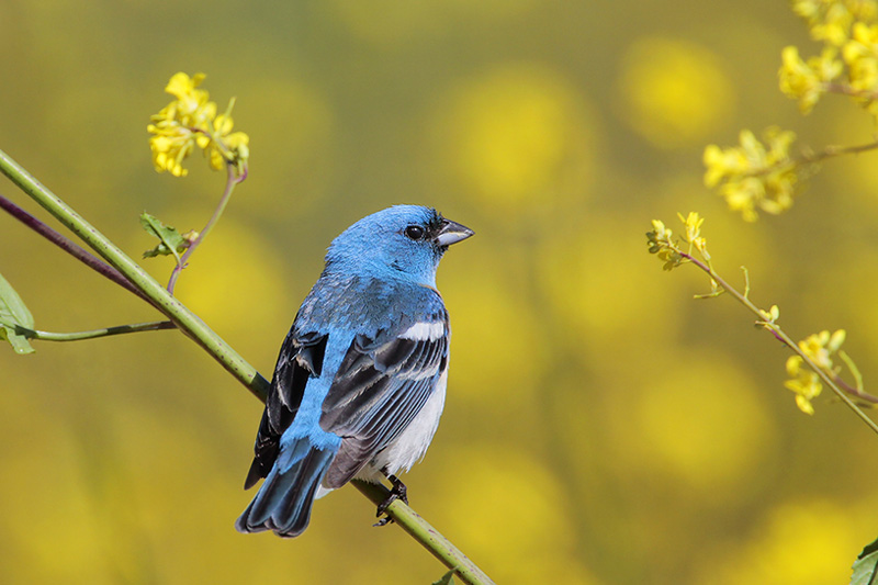 Lazuli Bunting