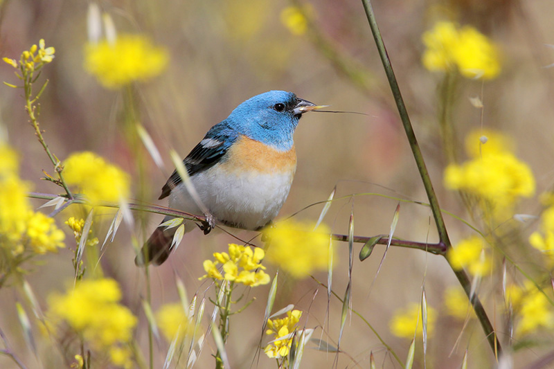 Lazuli Bunting