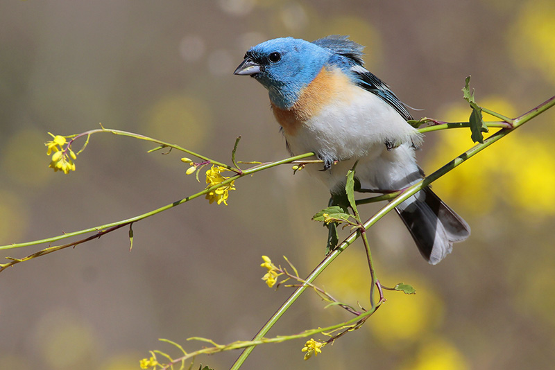 Lazuli Bunting