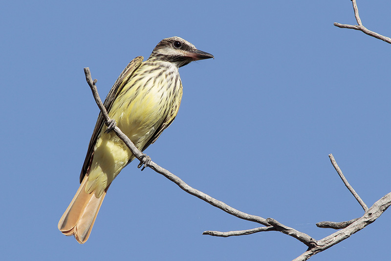 Sulphur-bellied Flycatcher