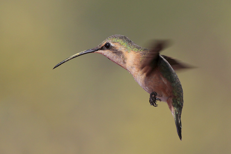 Lucifer Hummingbird