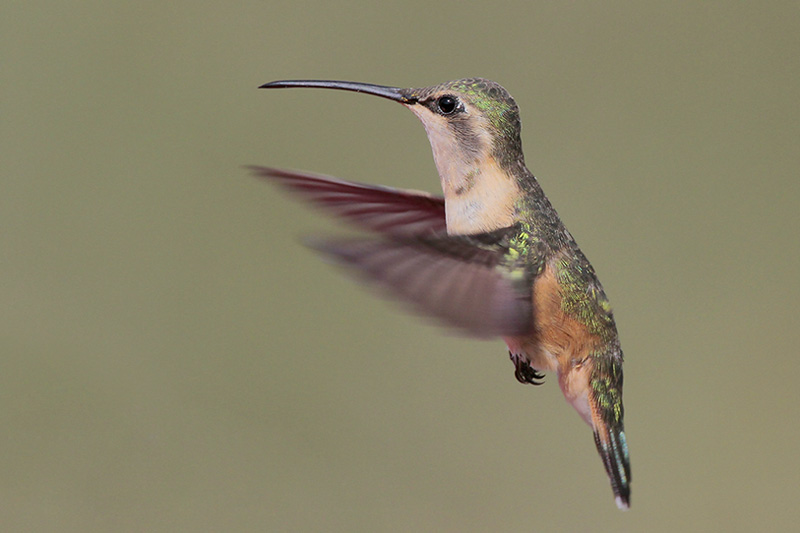 Lucifer Hummingbird