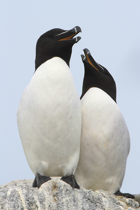 Razorbill