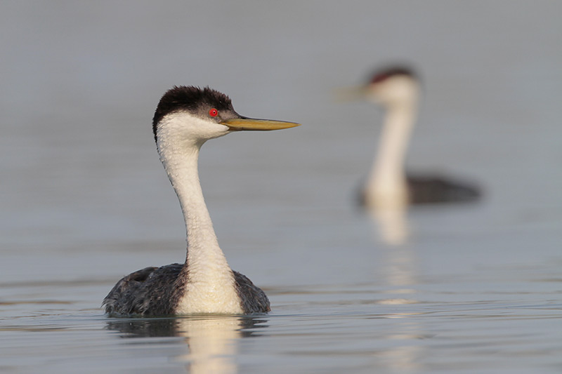 Western Grebe