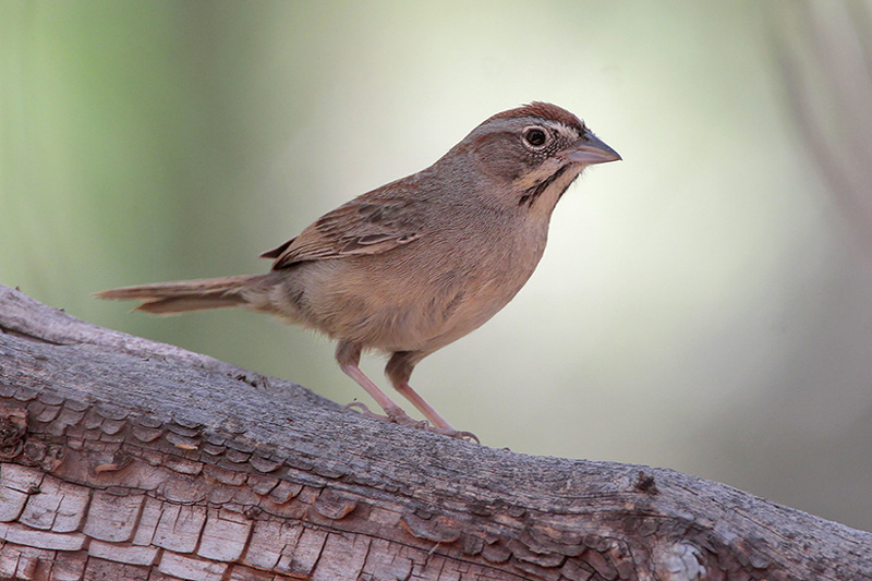 Rufous-crowned Sparrow