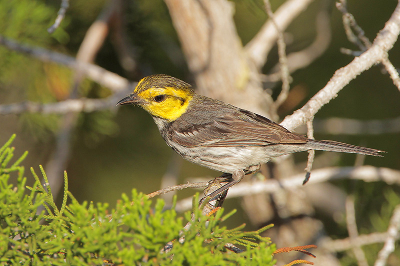 Golden-cheeked Warbler