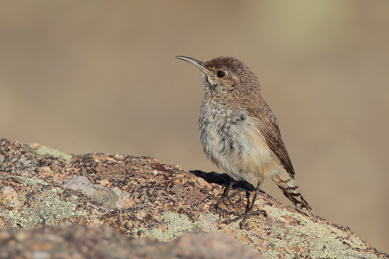 Rock Wren
