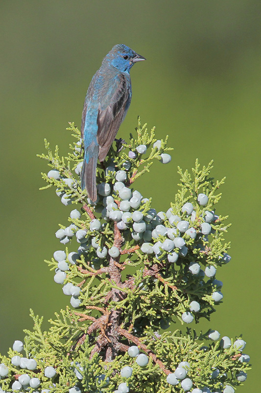 Lazuli Bunting