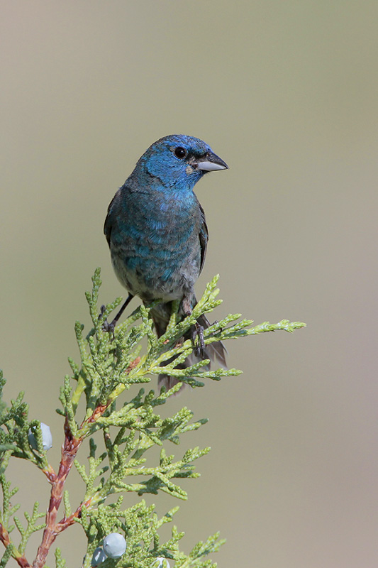 Lazuli Bunting