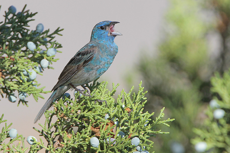 Lazuli Bunting