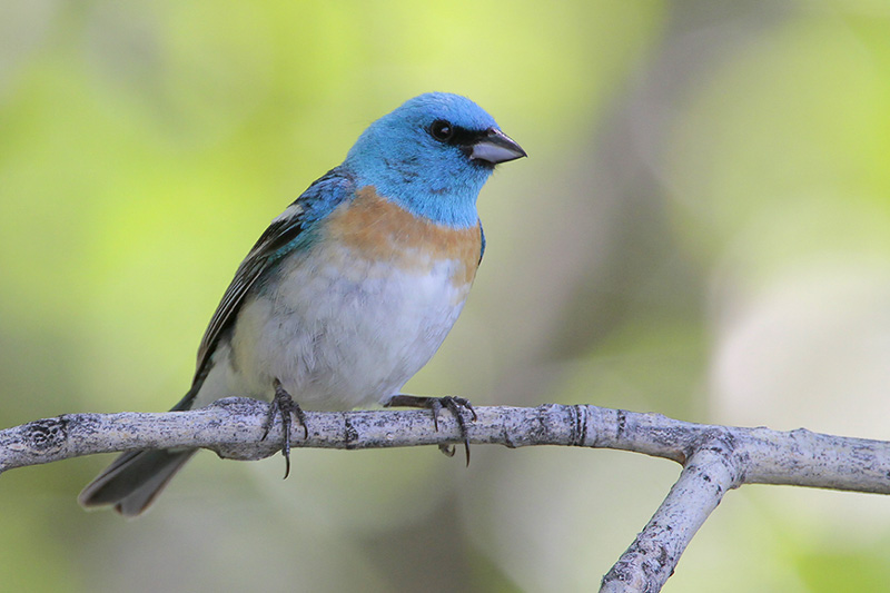 Lazuli Bunting