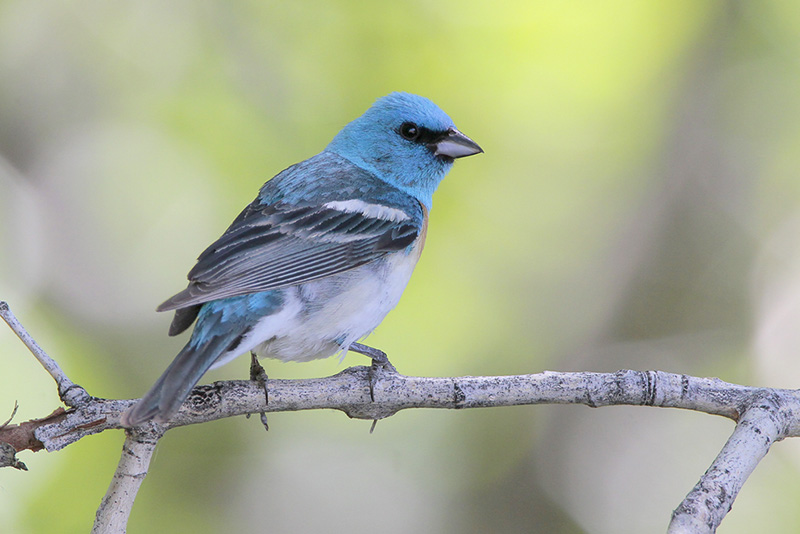 Lazuli Bunting