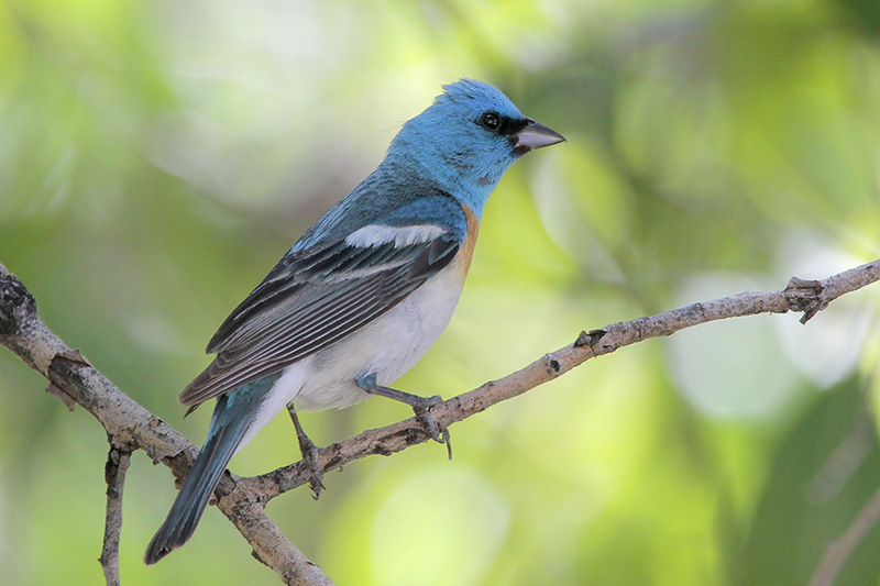 Lazuli Bunting