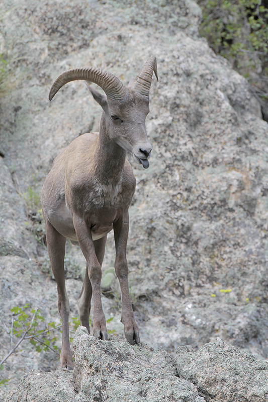 Big-horned Sheep