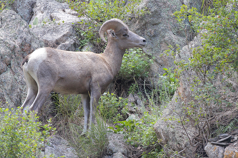 Big-horned Sheep