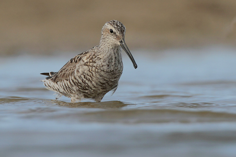 Stilt Sandpiper