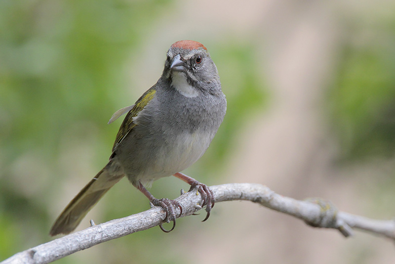 Green-tailed Towhee