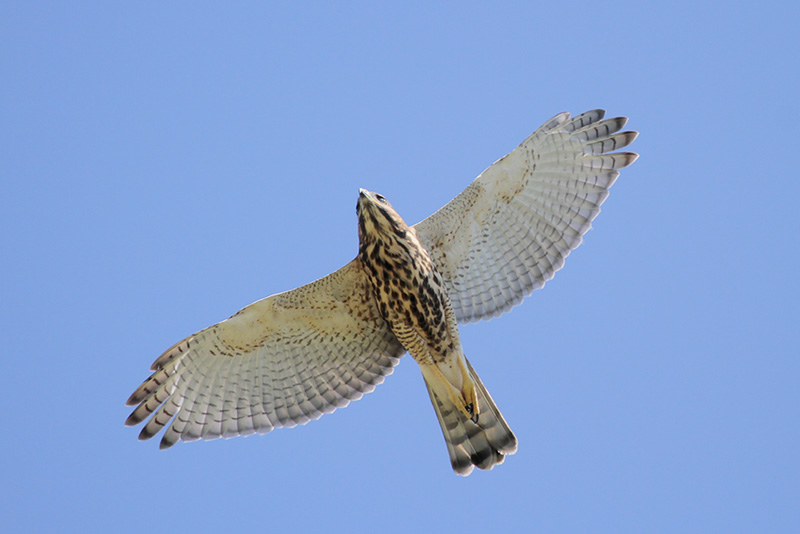 Gray Hawk