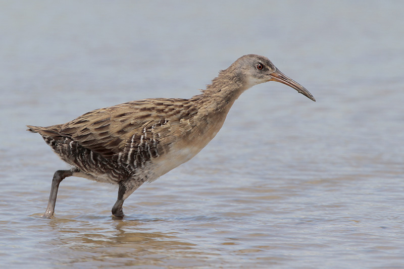 Clapper Rail