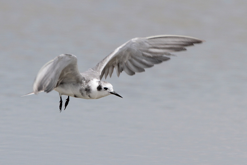 Black Tern