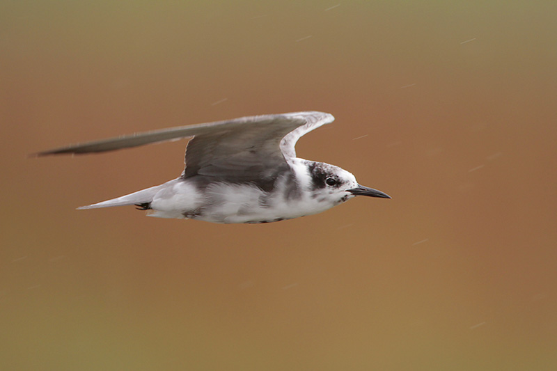 Black Tern