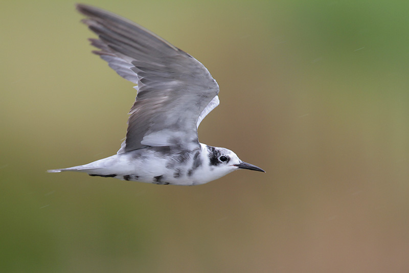 Black Tern