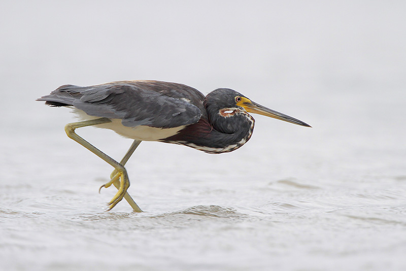 Tricolored Heron