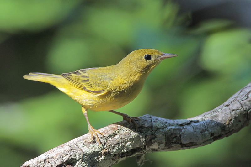 Yellow Warbler