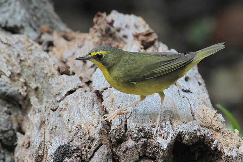 Kentucky Warbler