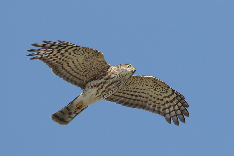 Sharp-shinned Hawk
