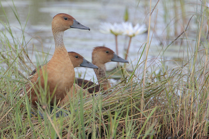 Fulvous Whistling-Duck
