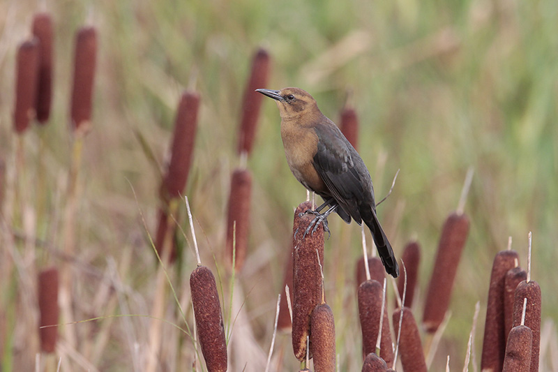 Boat-tailed Grackle