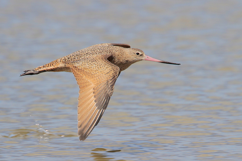 Marbled Godwit