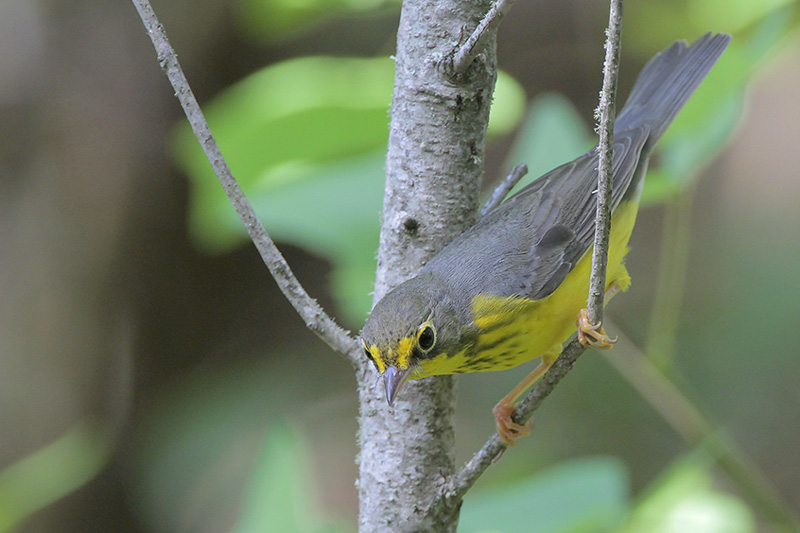 Canada Warbler