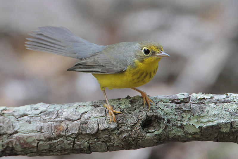 Canada Warbler