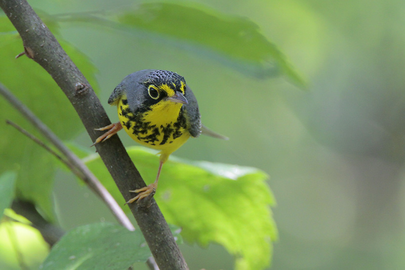 Canada Warbler