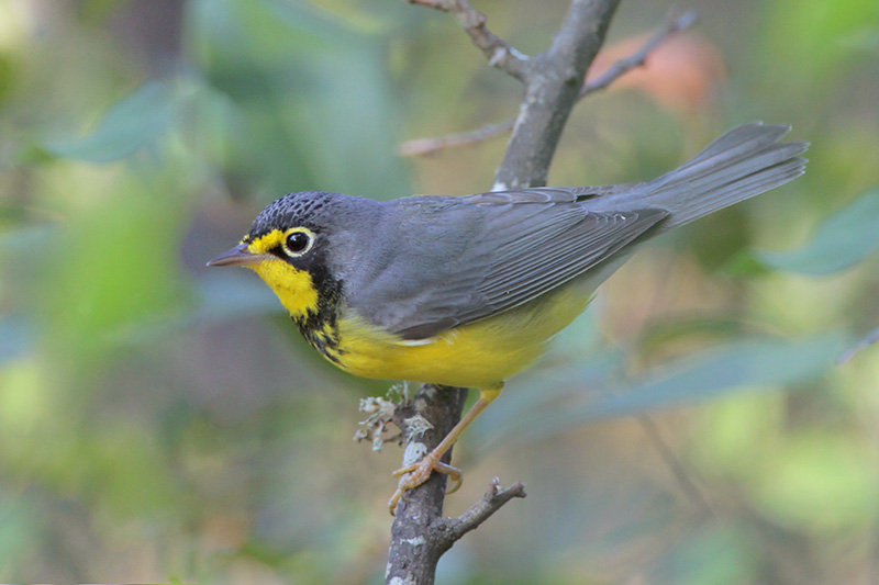 Canada Warbler