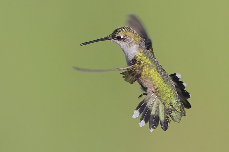 Ruby-throated Hummingbird