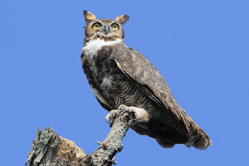 Great Horned Owl