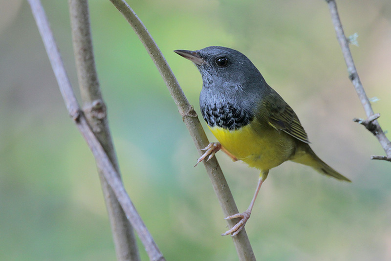 Mourning Warbler