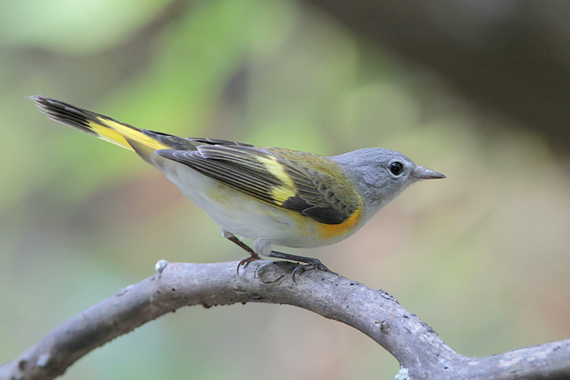 American Redstart