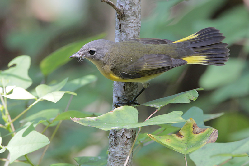 American Redstart