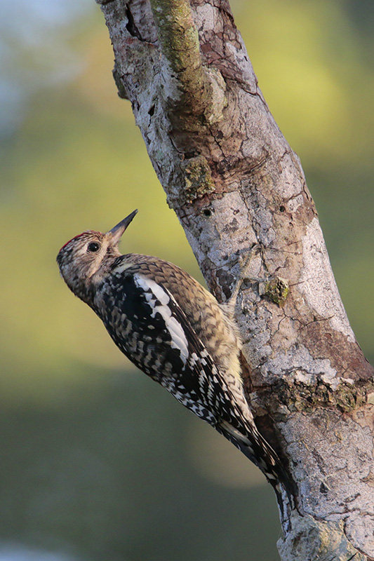 Yellow-bellied Sapsucker