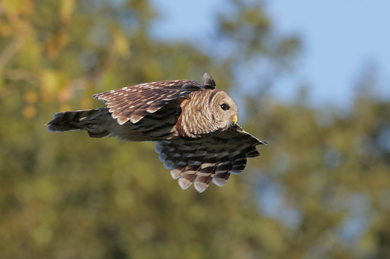 Barred Owl