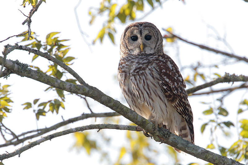 Barred Owl