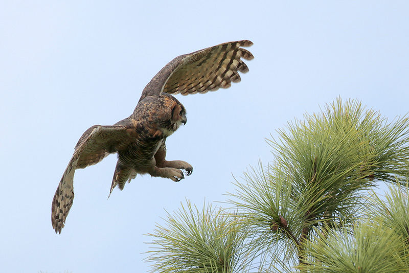 Great Horned Owl