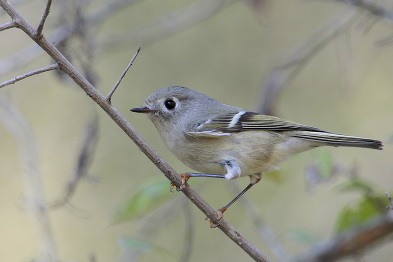 Ruby-crowned Kinglet