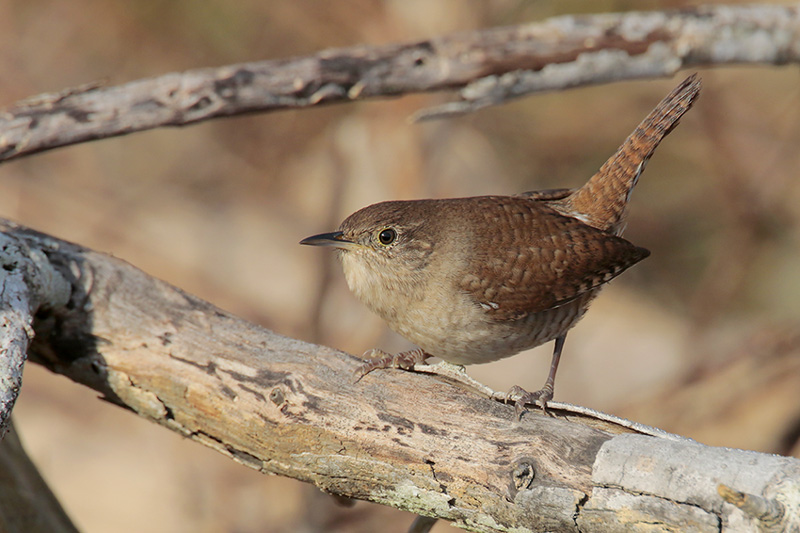 House Wren